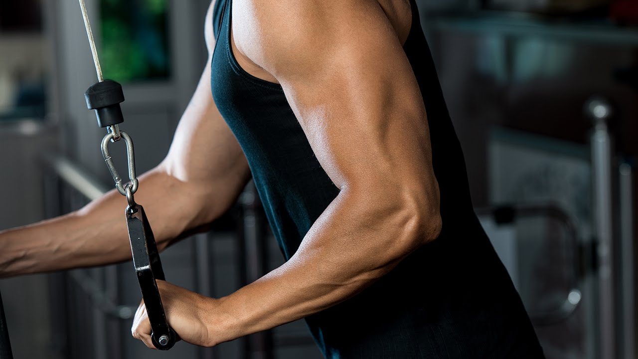 Human Physiology - Testosterone Feedback and Function