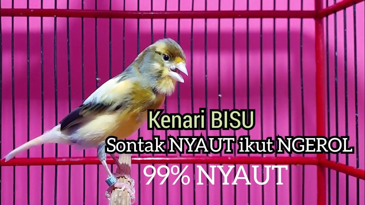 Kenari DIAM Sontak NYAUT ikut NGEROL mendengar KENARI GACOR Cuit cuit ngerol Memanggil Lawan ini