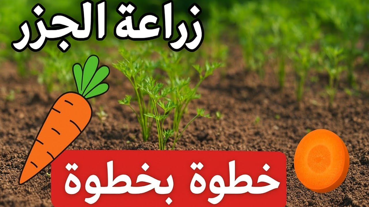 زراعة و متابعة  الجزر🥕من البذور في حديقة المنزل إلى 30  يوم| كل ماتحتاجه حتى تضمن إنتاج وفير و جيد❤️