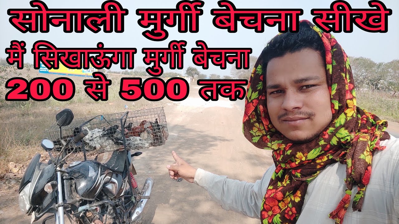 सोनाली मुर्गी 200 से 500 पालने वाले कैसे बेचे सोनाली मुर्गी बेचने का तारिका समझे #sonalimurgi
