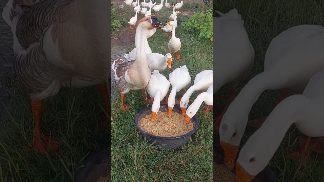 Evening with Happy Geese Feeding Peacefully #goose #viral #shorts