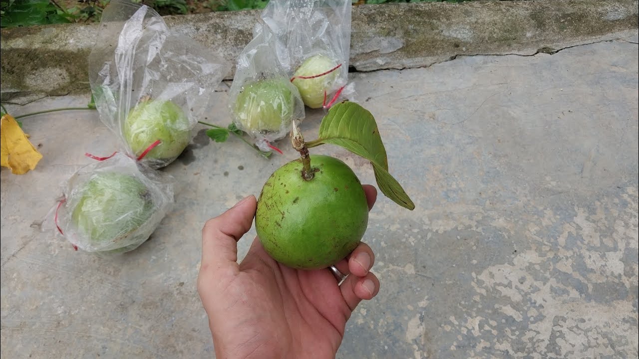 Cảm giác ra vườn, trực tiếp hái trái ổi và thưởng thức, thật là yên vui, thích thú