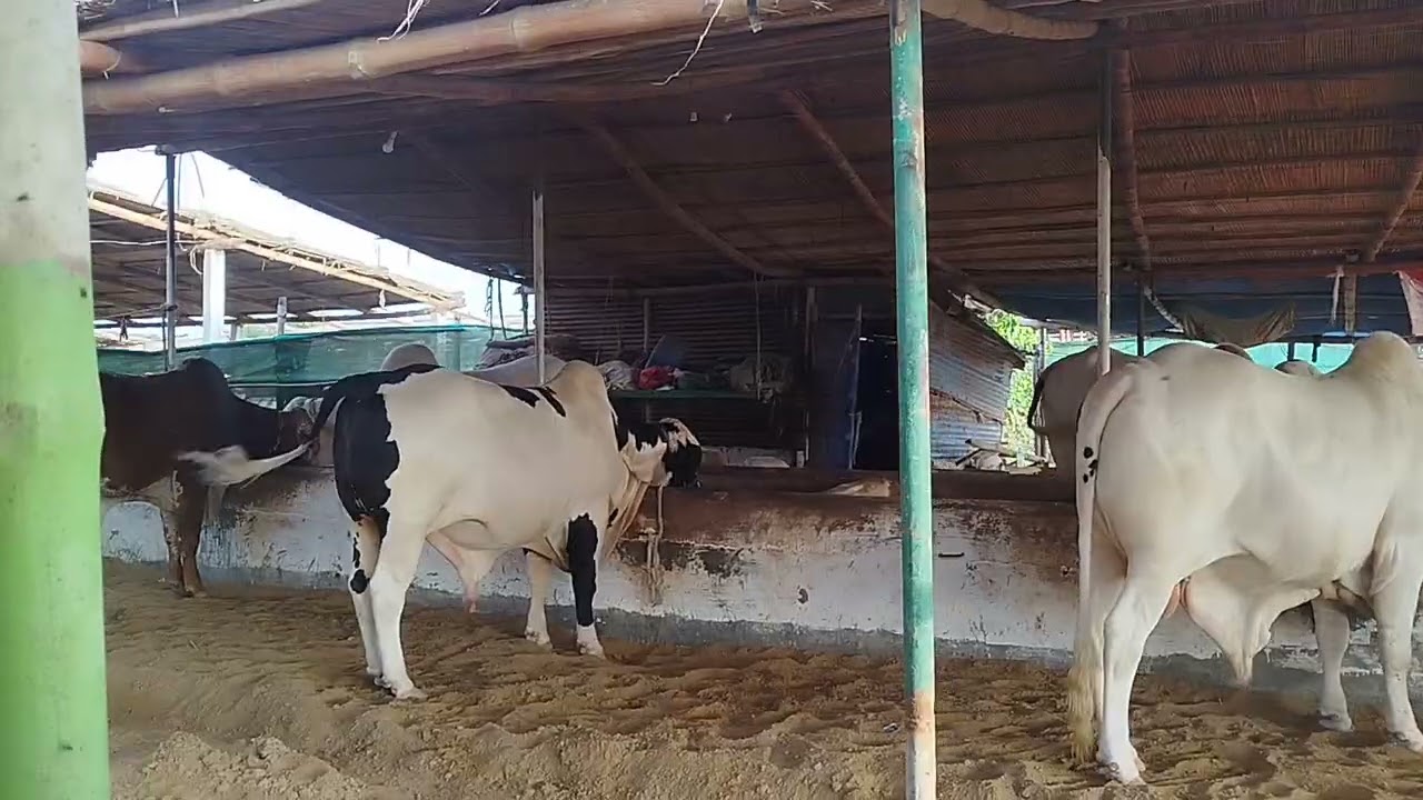 Usman ghani cattle farm 26-09-2025 update