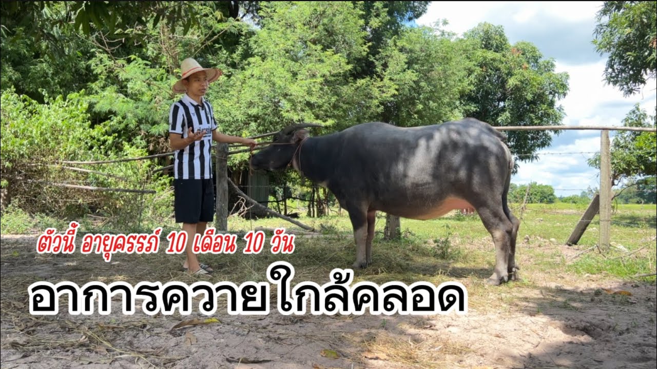 อาการควายใกล้คลอด  ควายตัวนี้ อายุครรภ์ 10 เดือน 10 วัน #ควายงาม #ควายไทย #ควาย