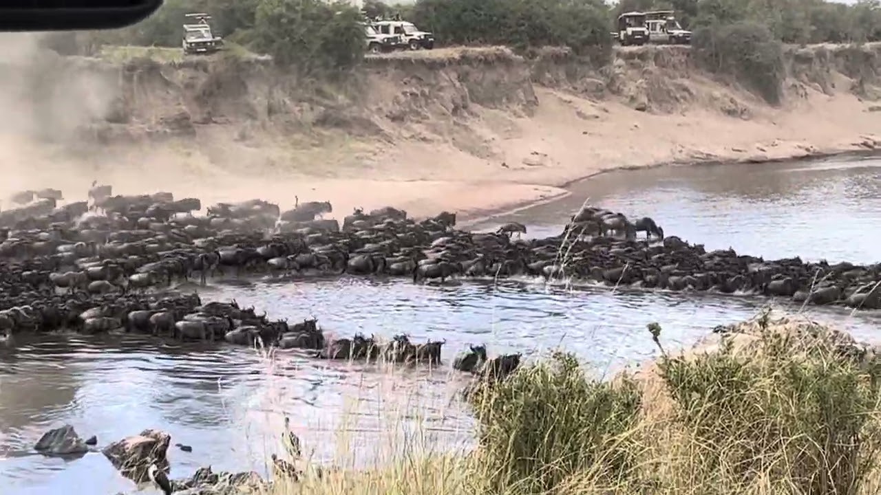 Great migration