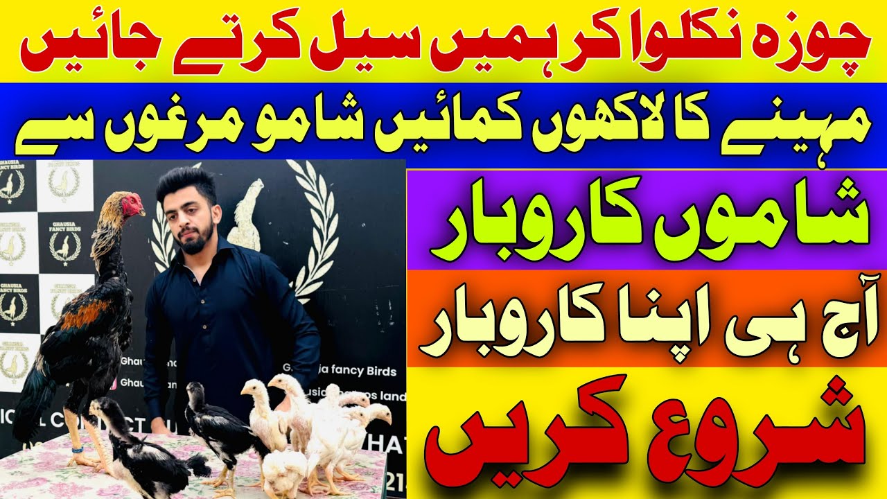 Chick’s 🐥 🐣 Niklwa kr Humien Wapis Sale Out Krte Jayen || Trending Business for Beginners in PAK 🇵🇰