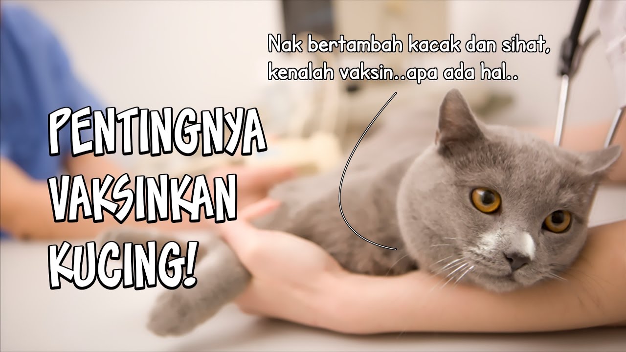Vaksin Kucing Itu Penting Bos! Buat Tak Tahu, Kucing Anda Bakal Maut!