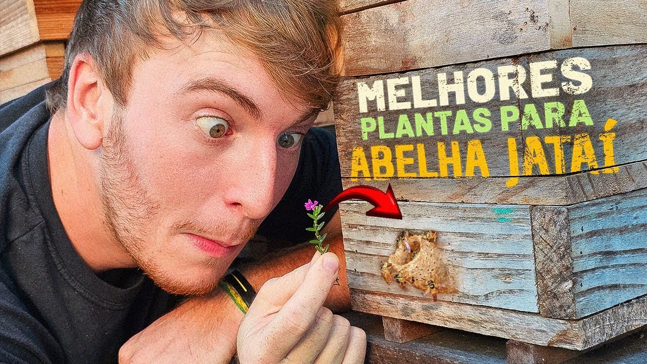 AS 12 MELHORES PLANTAS para abelha JATAÍ 🌷🐝