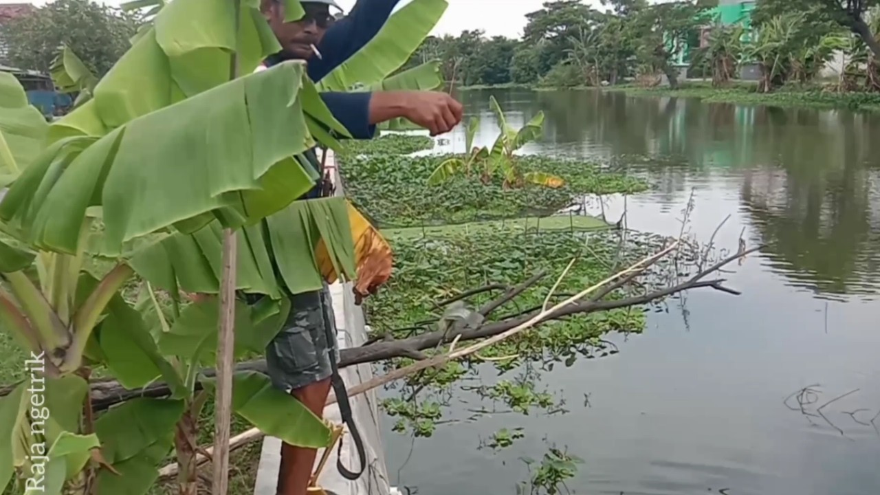 Paser ikan//sampai dibuat kuwalahan kali ini@RAJAngetrik201 