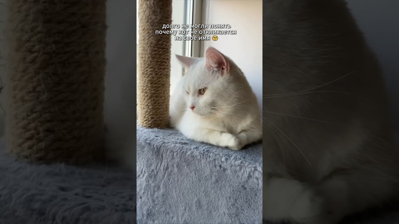 Как мы сразу не догадались… 🫠