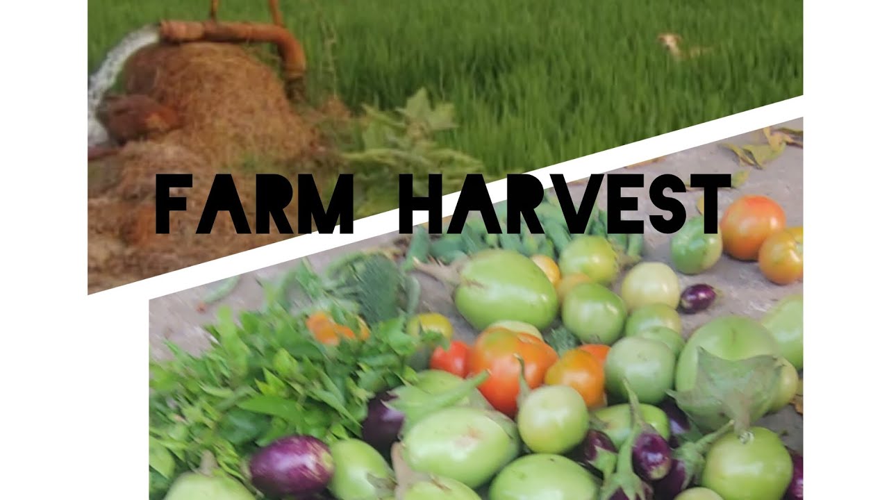 Naturalregular farm harvestఈరోజు ఫార్మ్ లో హార్వెస్ట్ చేసాము♥️టమాటాలు అయితే రెండు కాపు కాస్తున్నాయి 