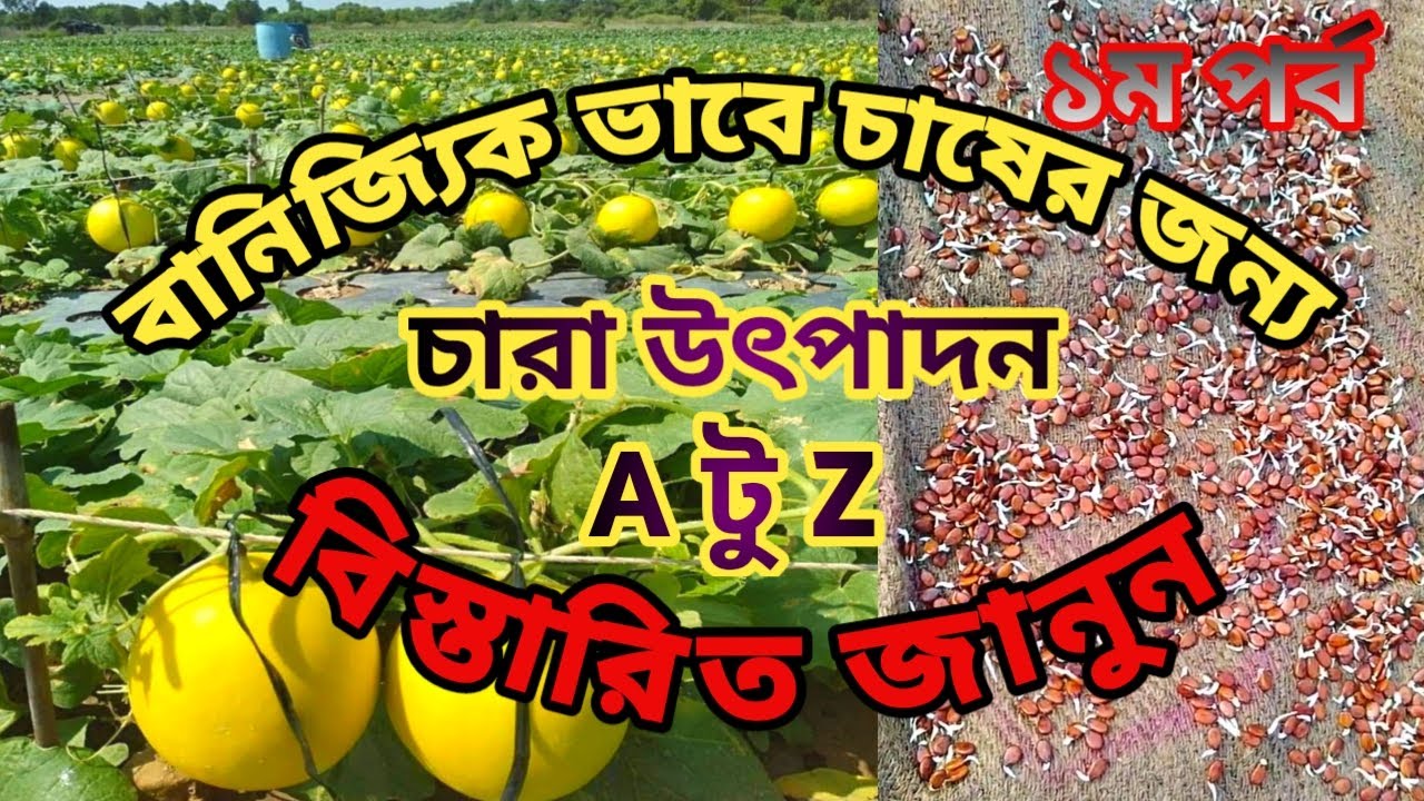 তরমুজের বীজ থেকে চারা তৈরি-১ম পর্ব !!! হলুদ তরমুজ চাষ পদ্ধতি !!!  Golden Crown Water Melon Cultiva