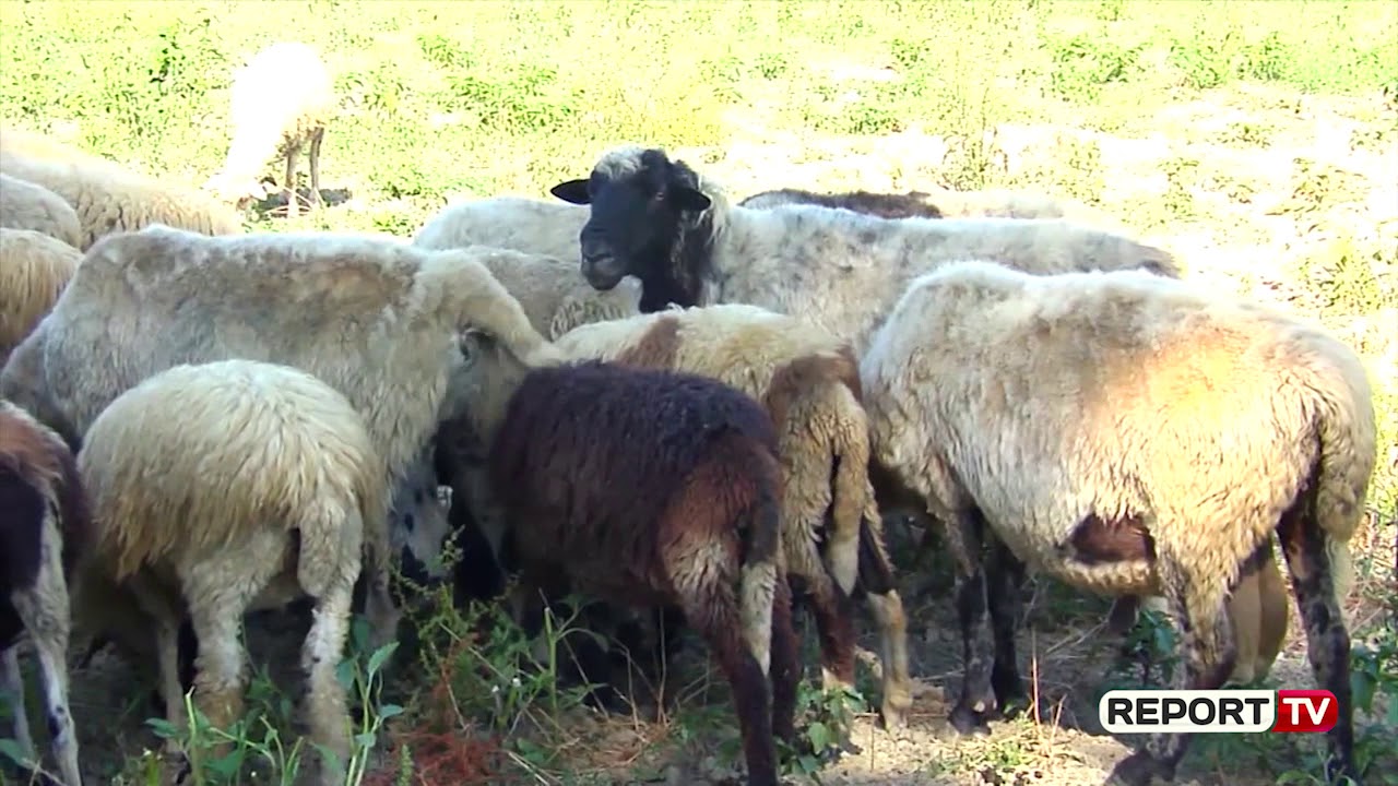 Ngordhin 51 dhi në Bërzhitë, vaksina nuk bëri efekt, ministria Bujqësisë: Sëmundja nuk prek njeriun
