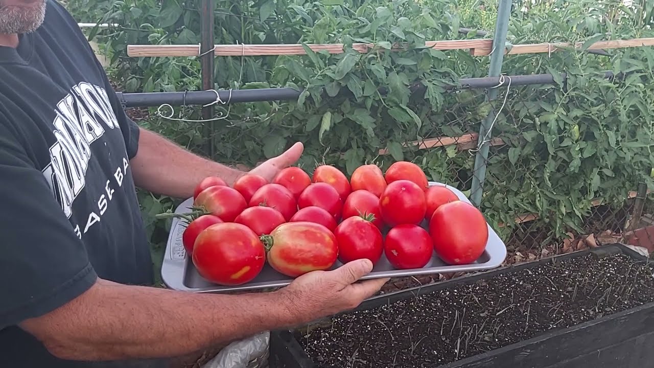 Burpee super sauce tomato harvest first picking July 2022