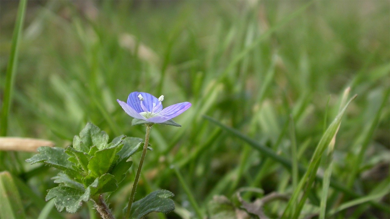 In a field such as this
