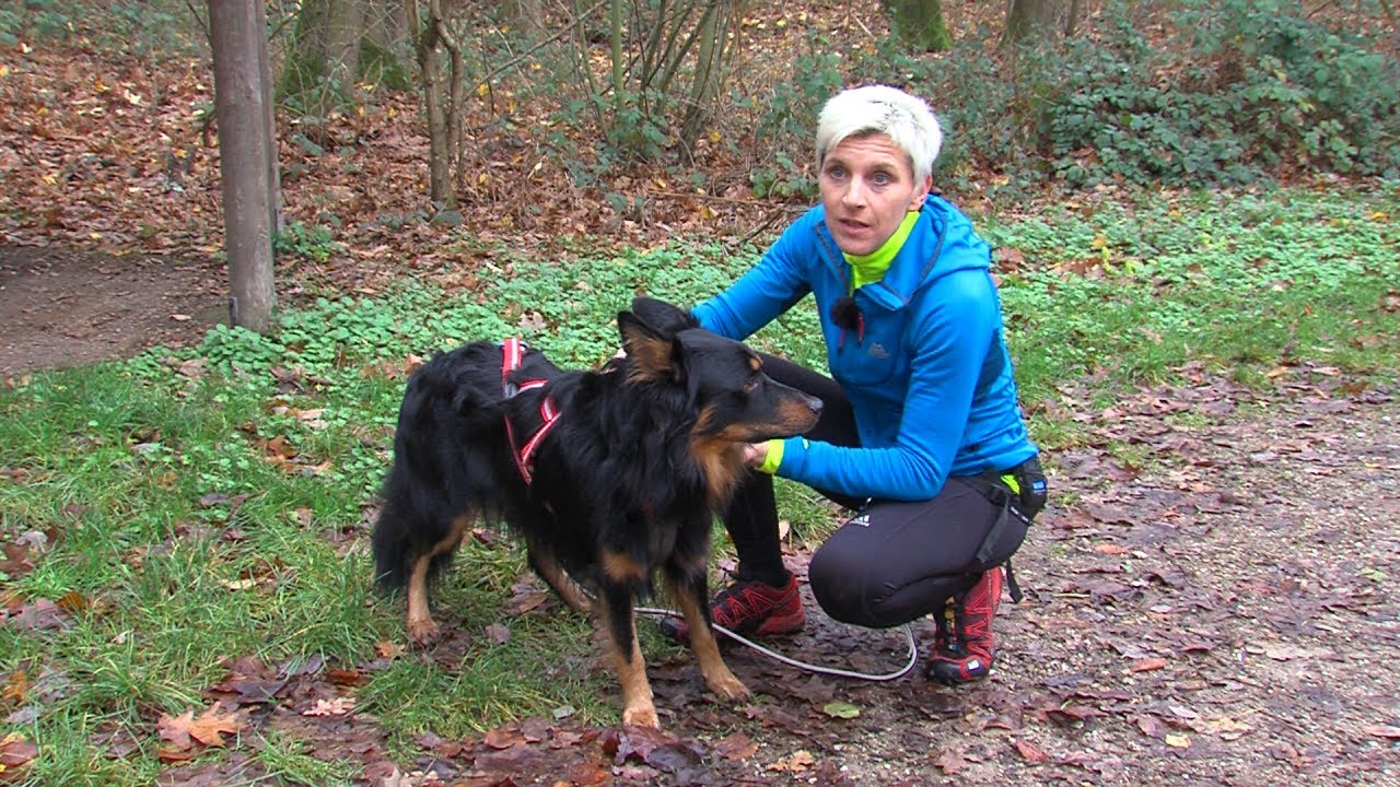 myREGIO.TV: Canicross