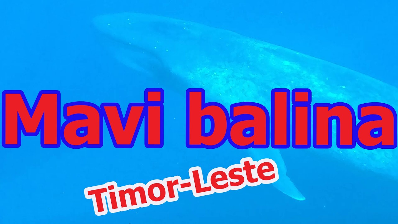 Timor-Leste’de mavi balinalar