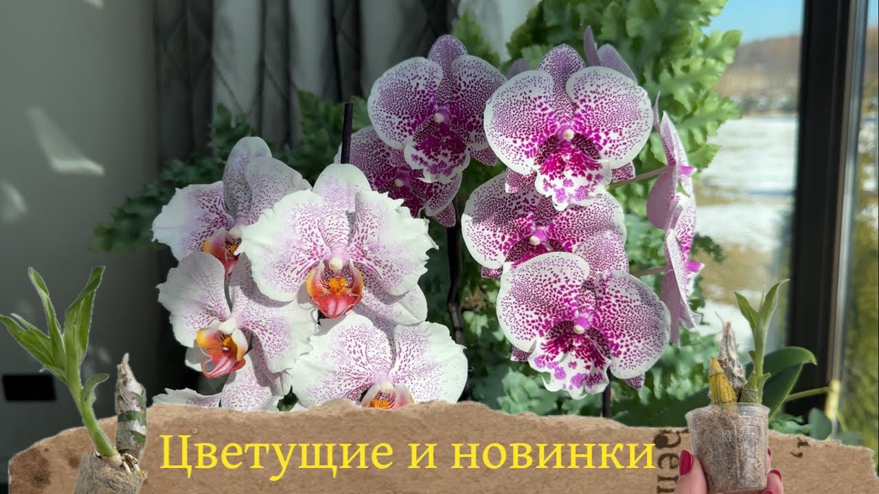 Цветущие орхидеи фаленопсис Mituo и др. Необычные для меня новинки морковки Clowesia. Влог орхомана