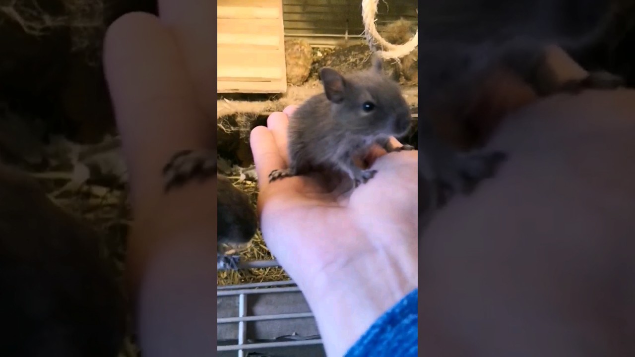 Lucy 🧡 Baby Degu‼️‼️ day 19‼️&hearts;️🙈 #funny #animals #degu #pet #shorts