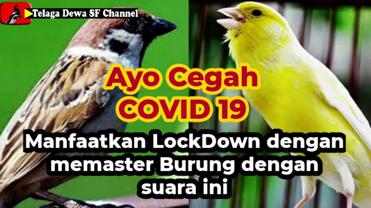 Kenari vs gereja tarung Gacor