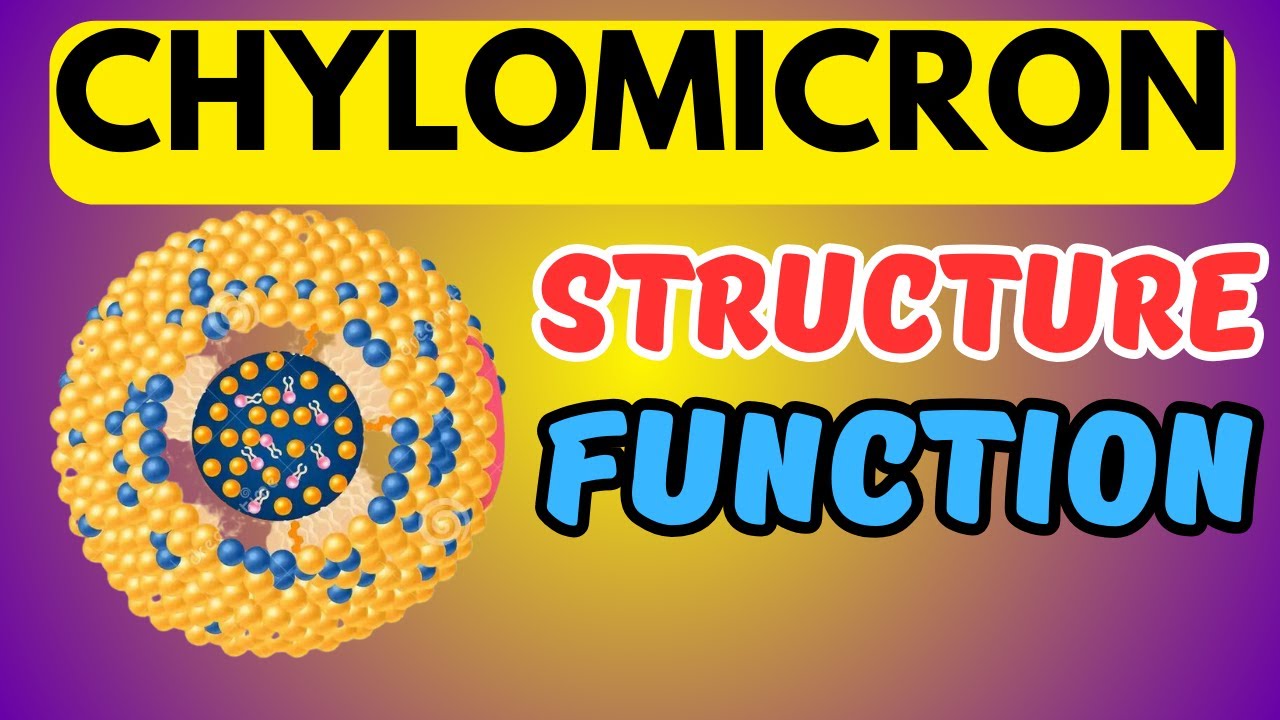 What are Chylomicrons? Structure and Function?