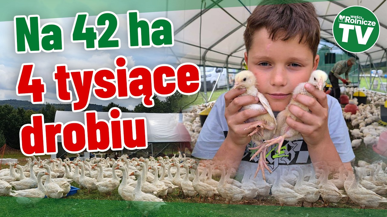 Pastwiskowy drób dla topowych restauracji