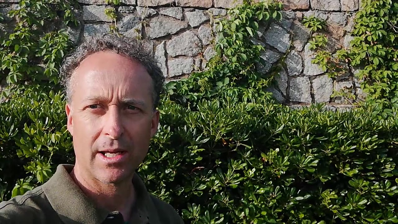 Mr Green presenta la pianta di Pittosforo