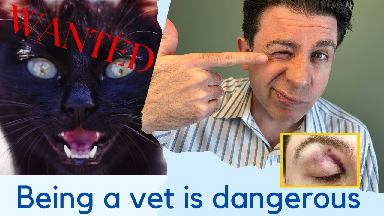 A cat punched me in the eye