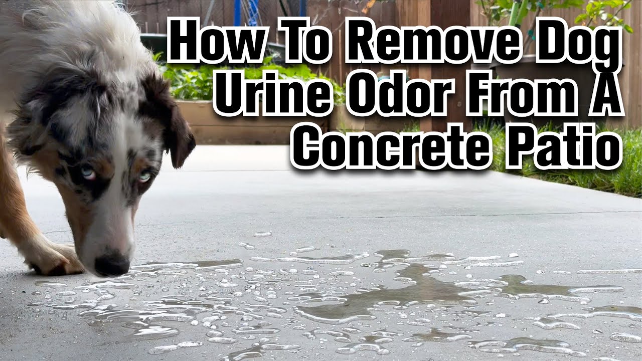 Removing Dog Urine Smell from a Concrete Patio - Full Tutorial