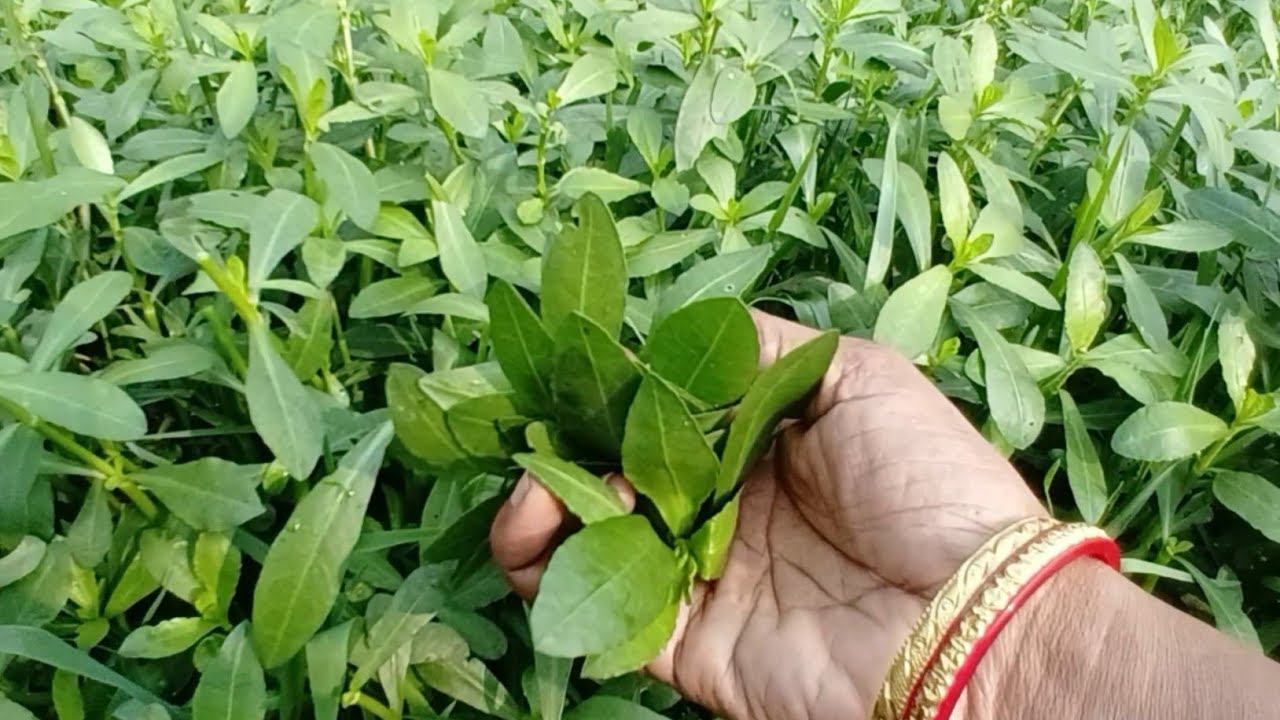গ্রাম বাংলায় হারিয়ে যাওয়া সানচে শাকের বিশেষ পদ।গ্রামবাংলার স্বাদে সহজ  রান্না