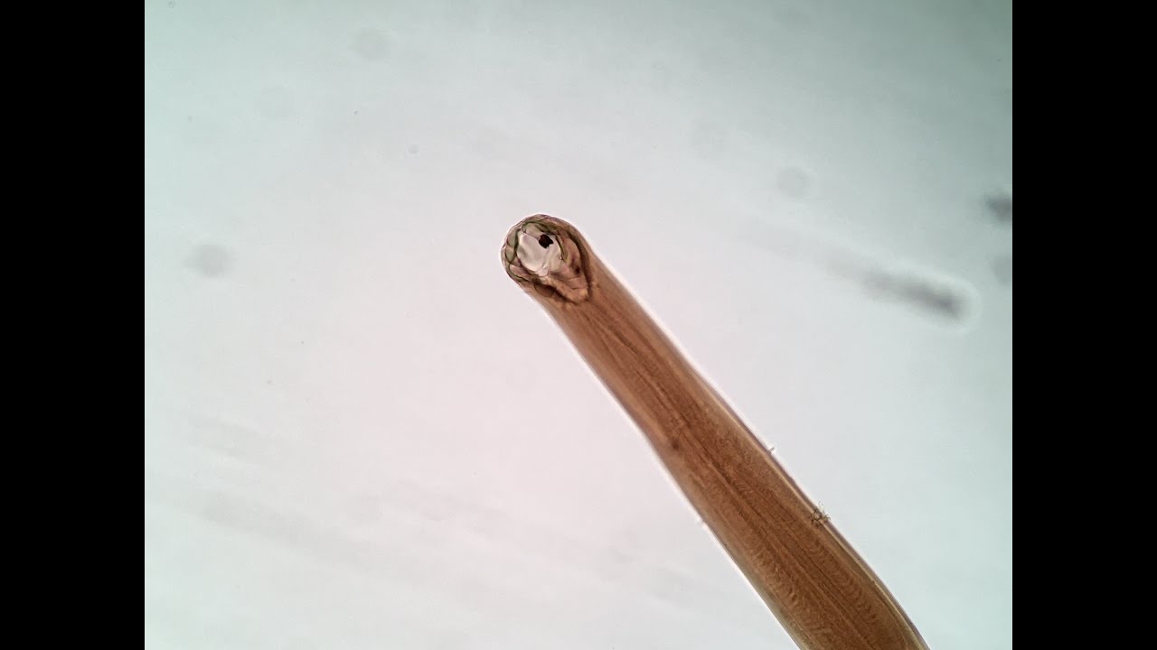 Ancylostoma braziliense ♂
