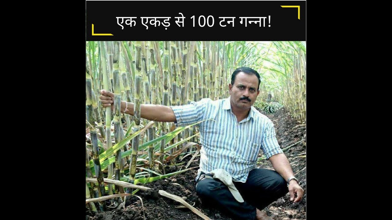 एक एकड़ में 100 टन गन्ना