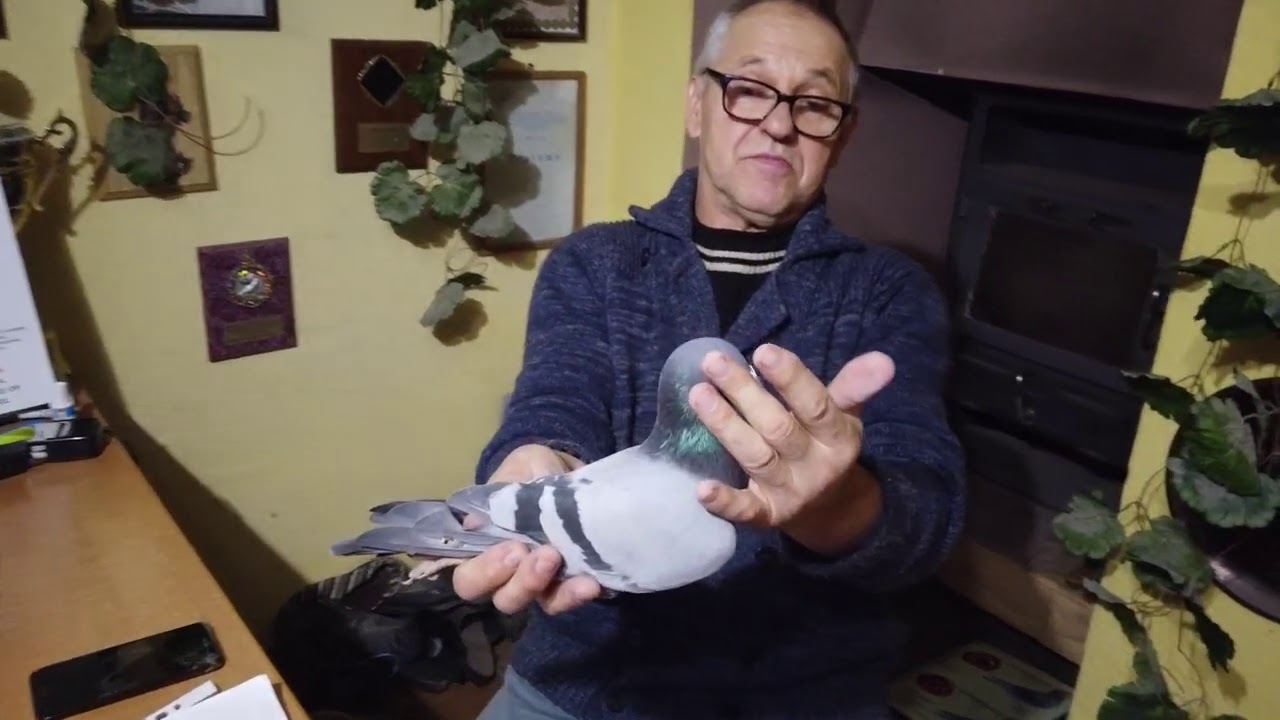 Leszek Pielesiak prezentuje gołębia podarowanego na budowę Muzeum Gołębi Pocztowych