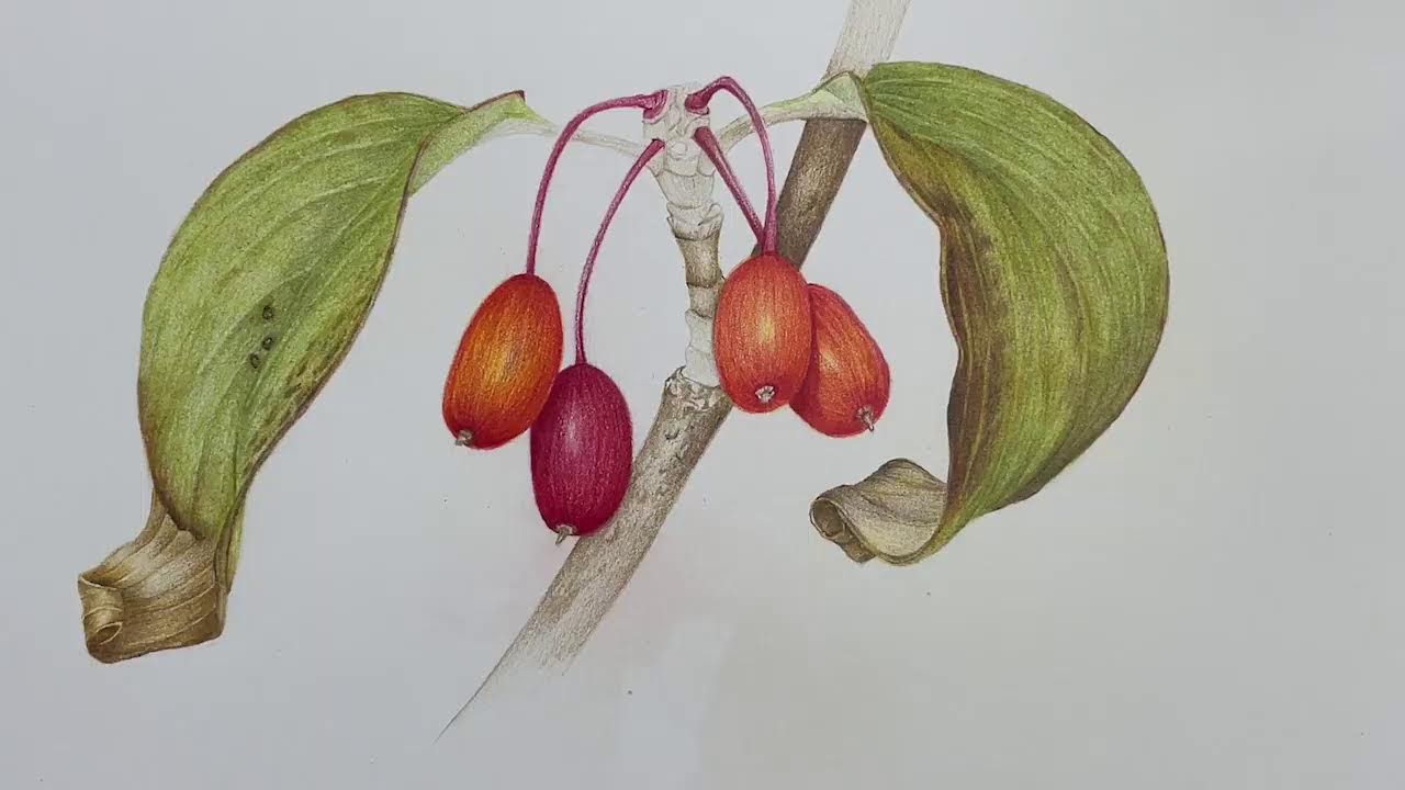 [라이브] 산수유 색연필 채색 3편.