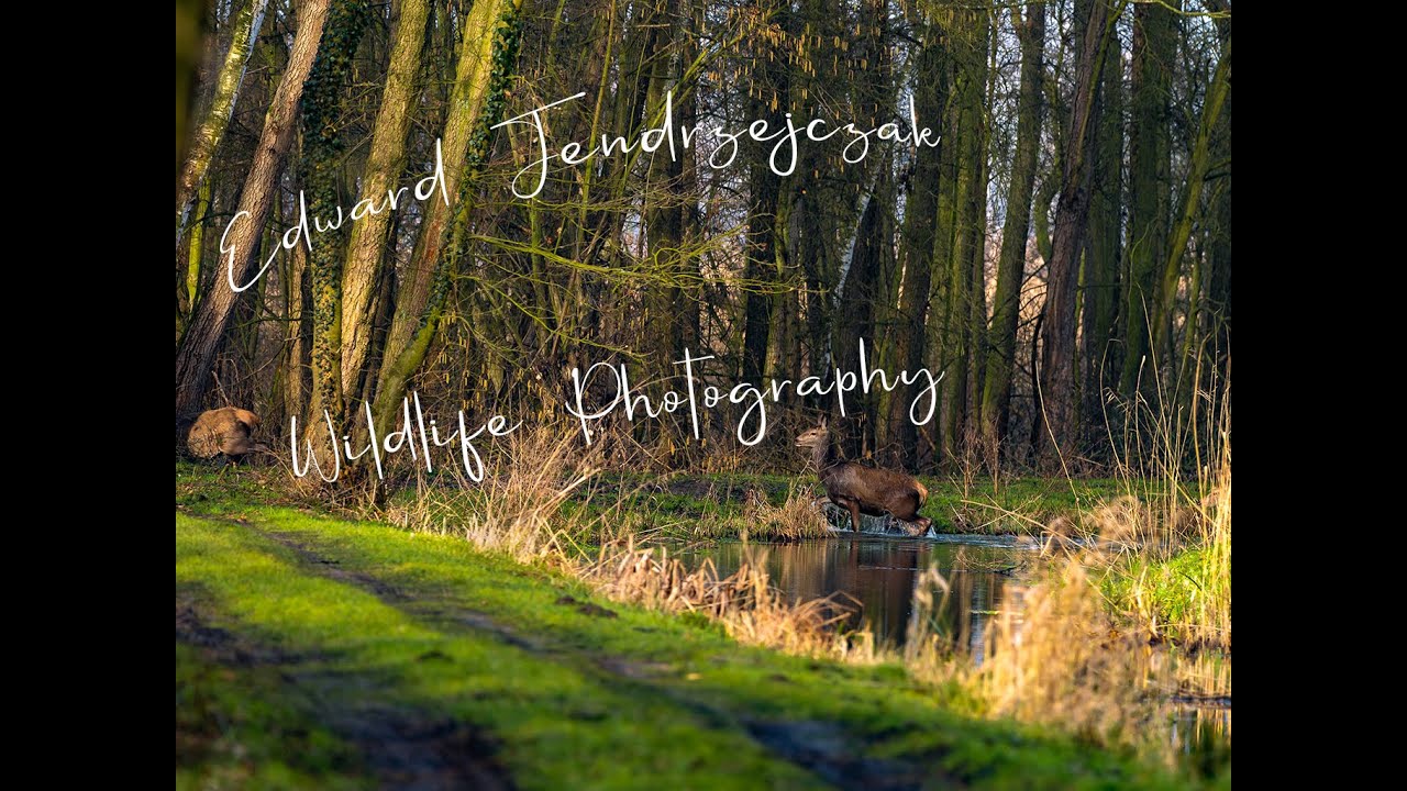Edward Jendrzejczak Fotografia Dzikiej Natury Dolina Baryczy 2( Wildlife Photography).