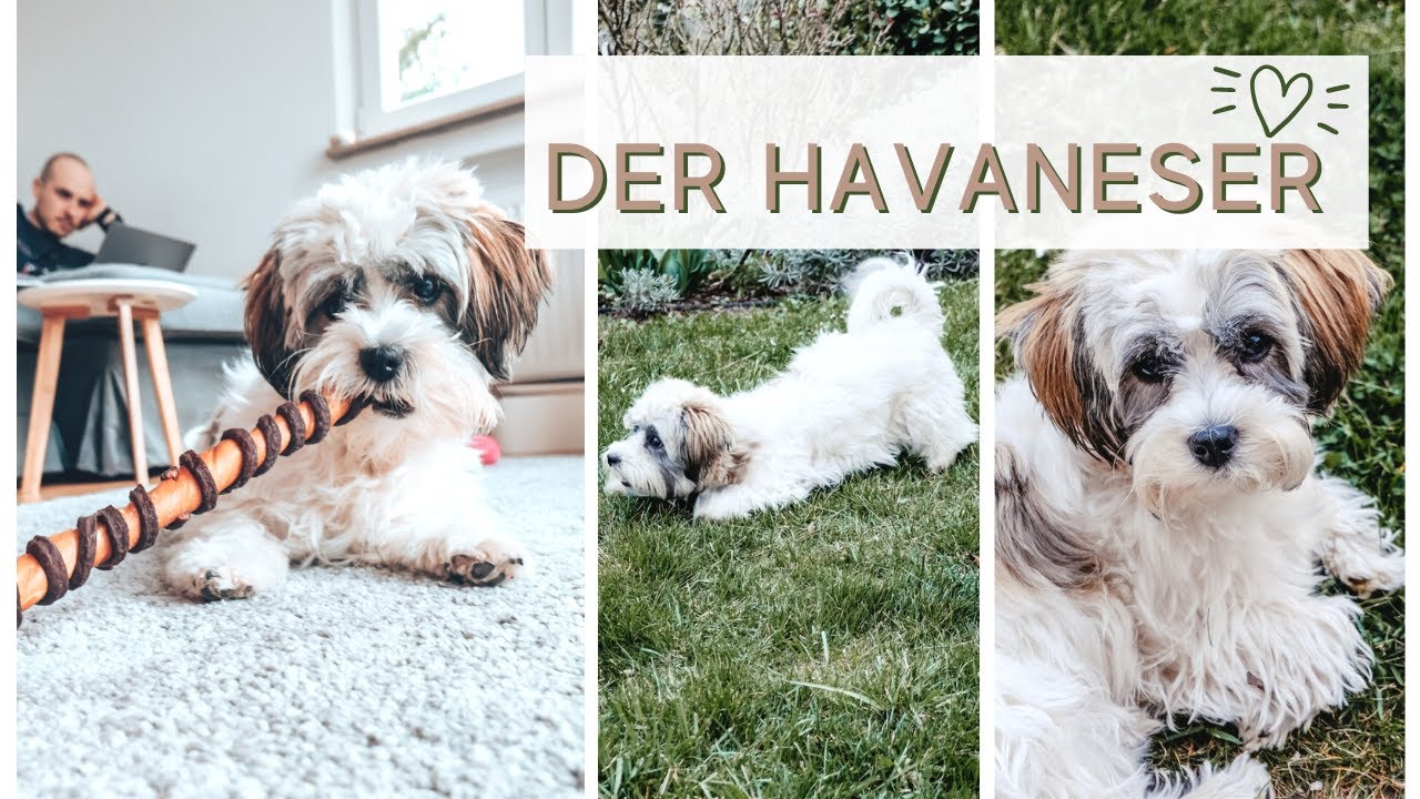 Havaneser Rasseportrait I Rassecheck I Fakten vs Realität mit Fibi I Fibis Adventures