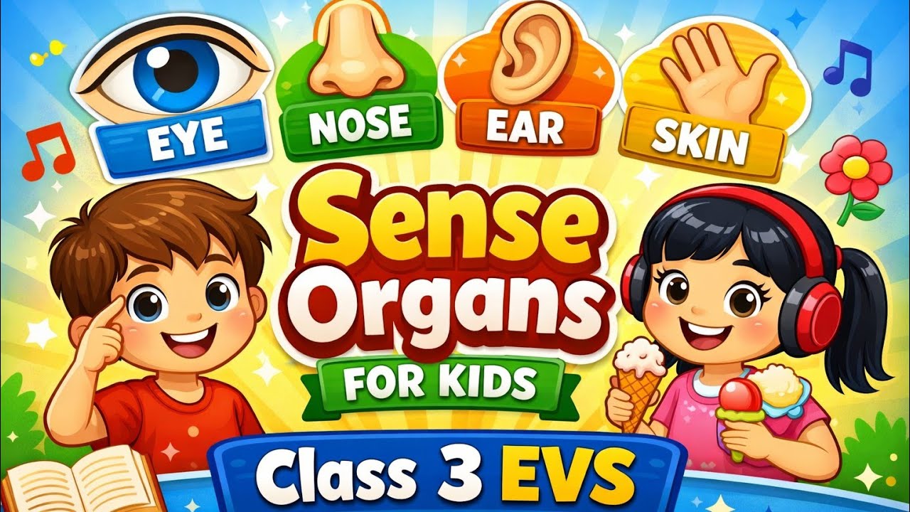 Sense Organs for Kids | Class 3 EVS 