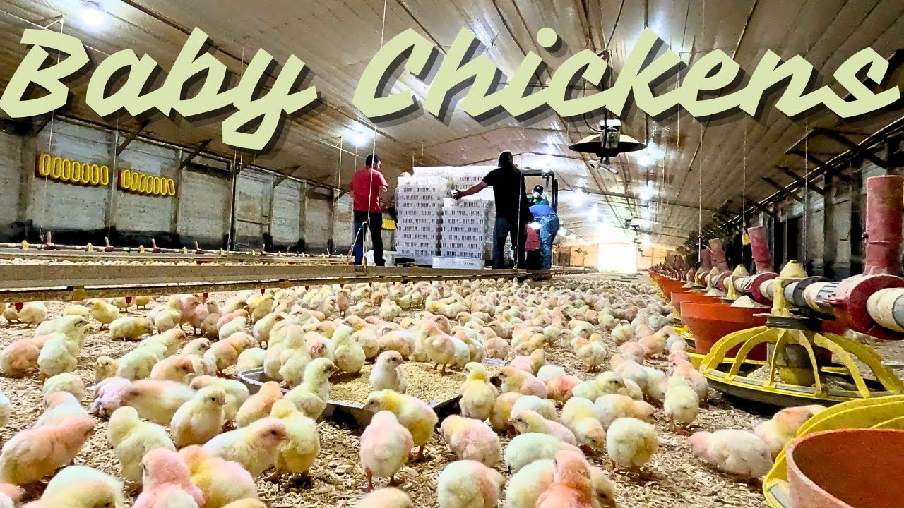 Getting Ready For Another Flock Of Chickens. It's A Family Affair!