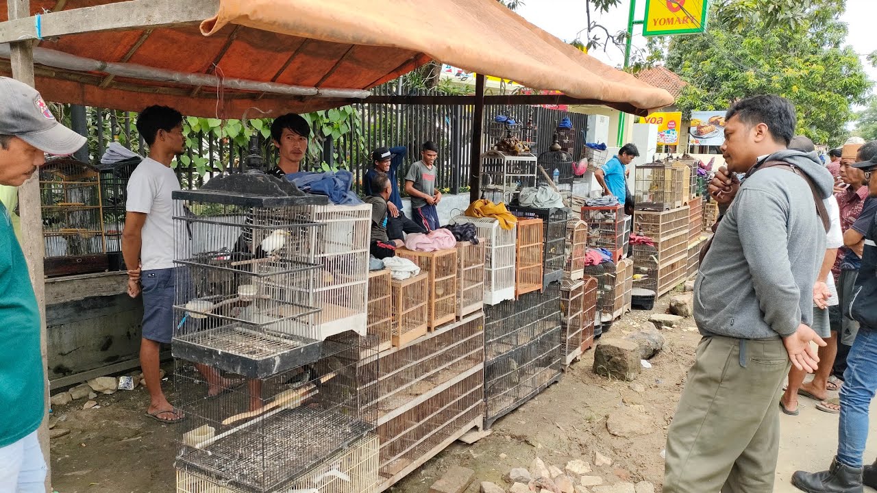 BANYAK BURUNG UNIK RAWATAN HARGA MURAH