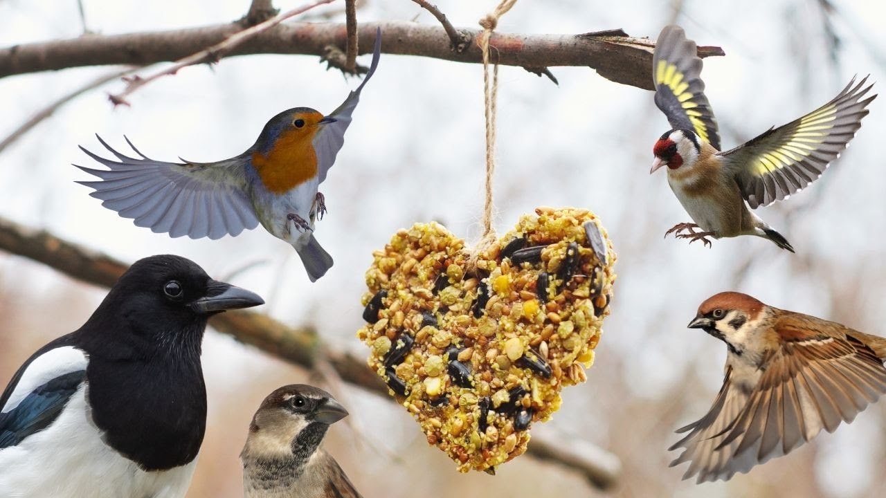LIVE Sunday Breakfast with the Birds.