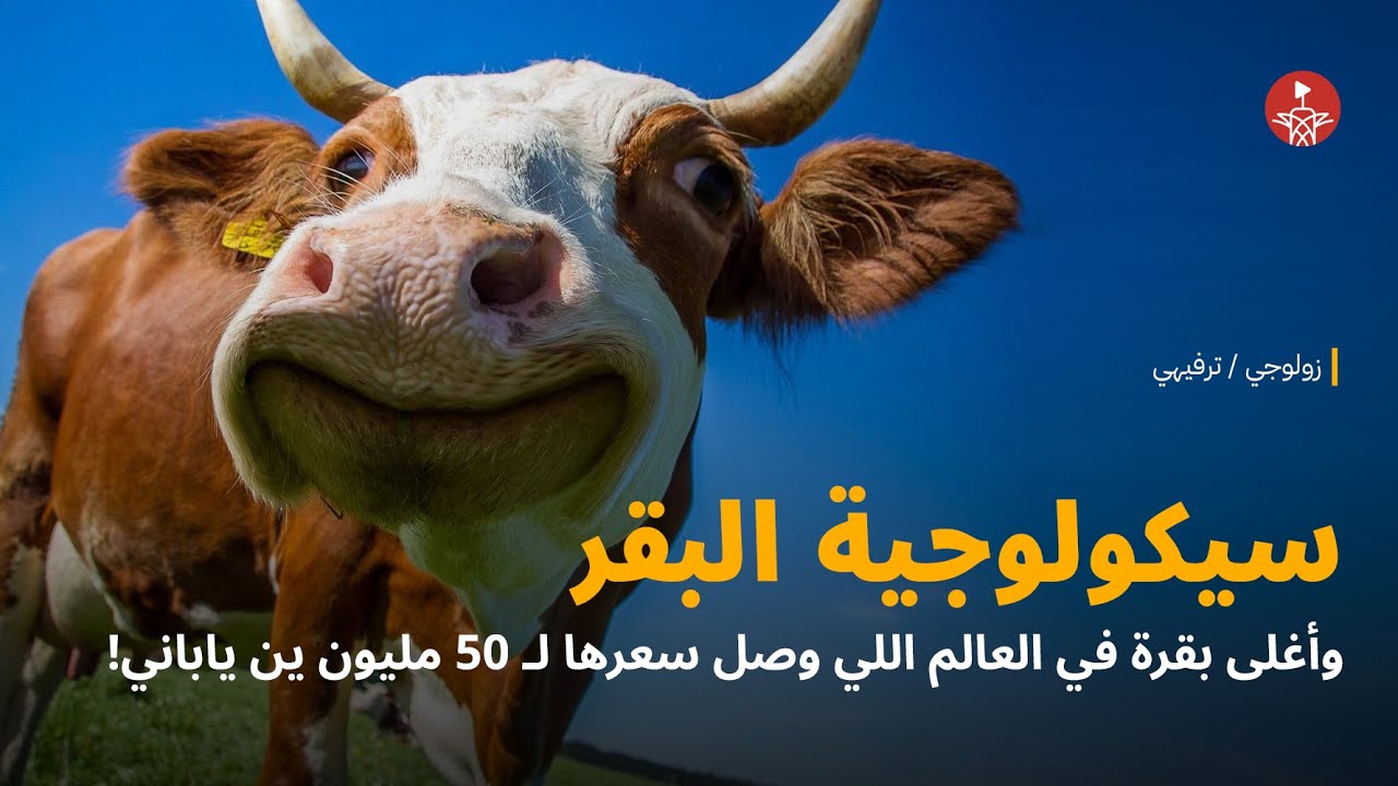 🐮 سيكولوجية البقر