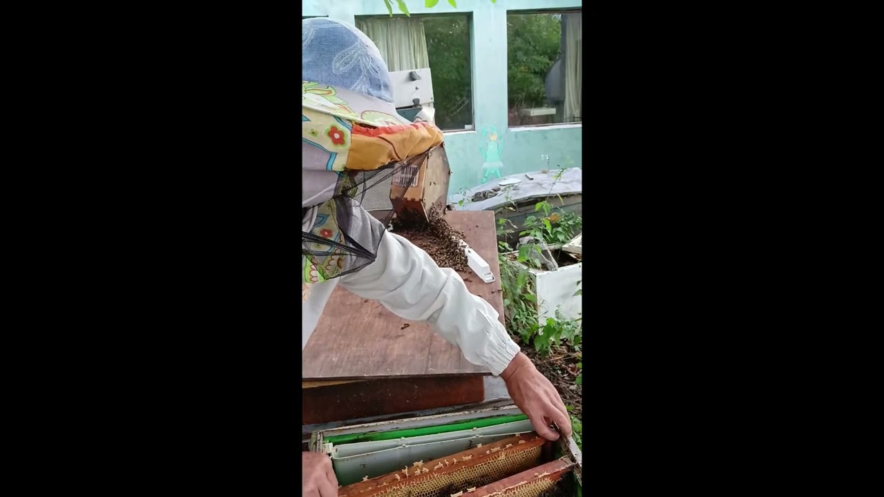 25 сентября 2025г. Сегодня на пасеке. Заселение наблюдательного улья.