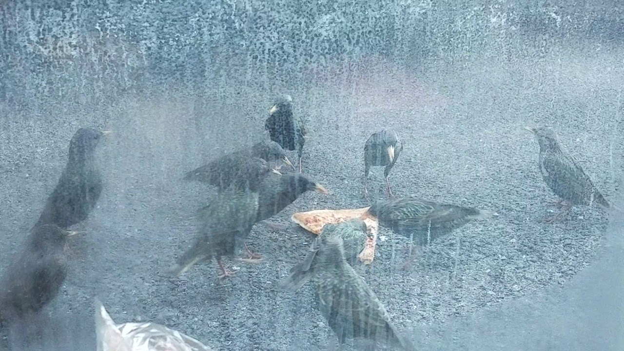 birds destroying a pizza 