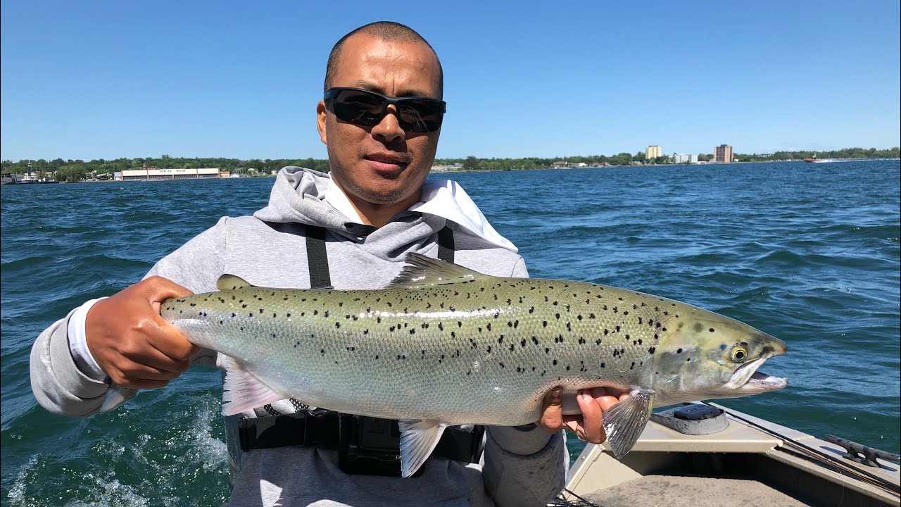 Chasing atlantic salmon on St. Marie's river in Michigan UP part 5