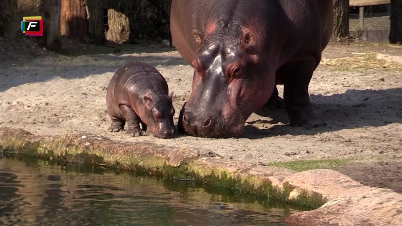 Flodhesteunge i Københavns Zoo (Juni 2021)