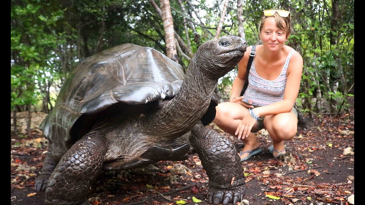 RENCONTRE AVEC DES G&Eacute;ANTS DE LA FOR&Ecirc;T - ZANZIBAR - Nomades 2.0