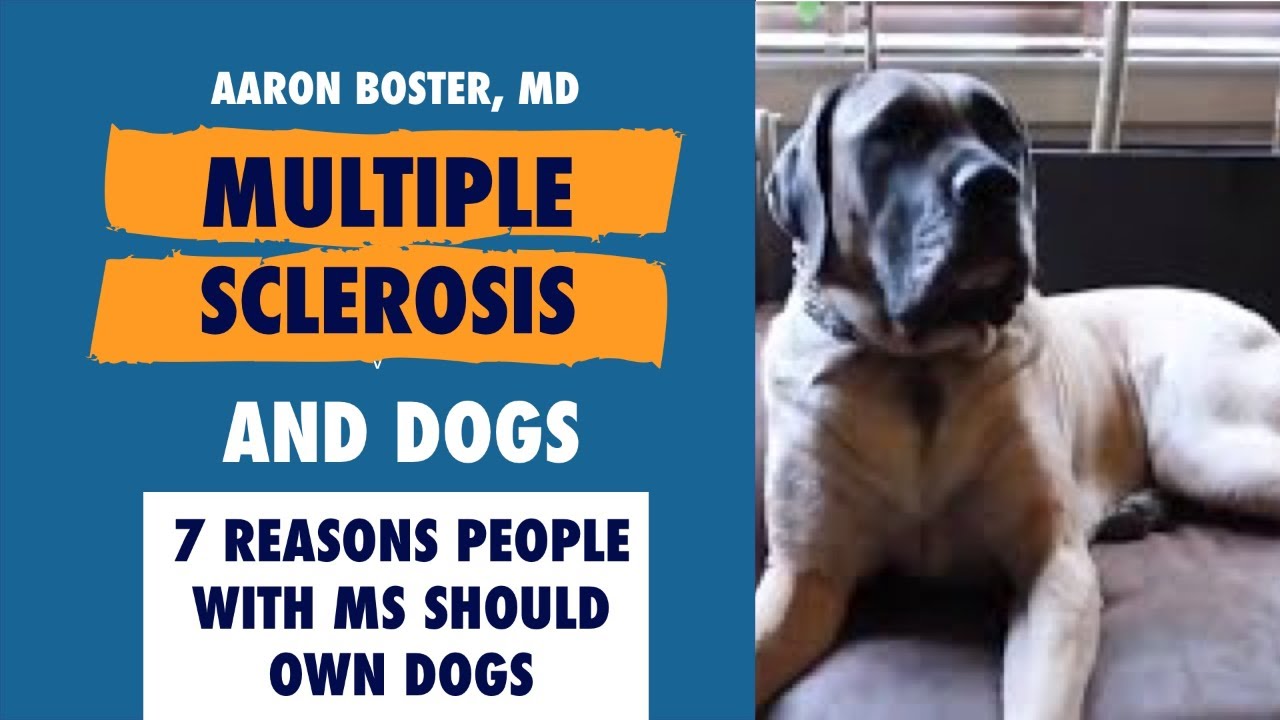 Multiple Sclerosis and Dogs: 7 reasons people with MS should own a dog