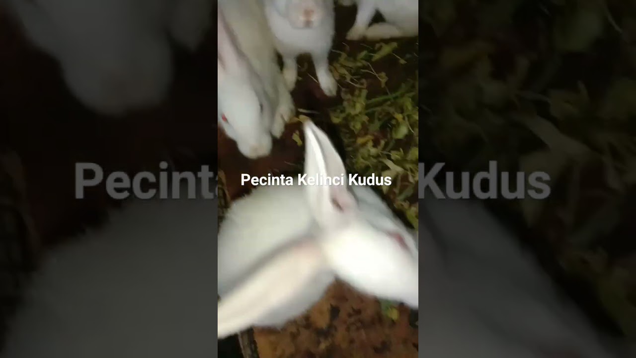 #kelinciucul #rabbit #kelincigemes #kelincihias #kelinciputih