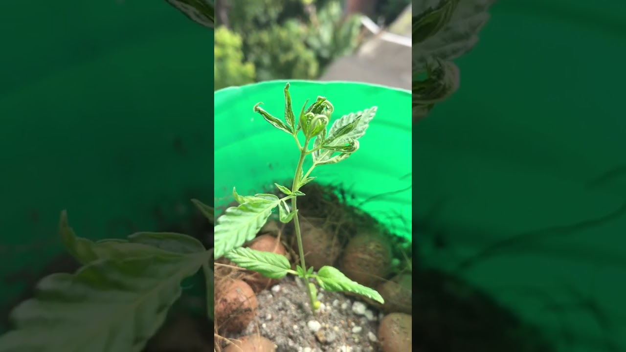 Algu&eacute;m sabe pq essa planta est&aacute; crescendo assim? Toda fechada  #cannabisheals #grow #cultivo