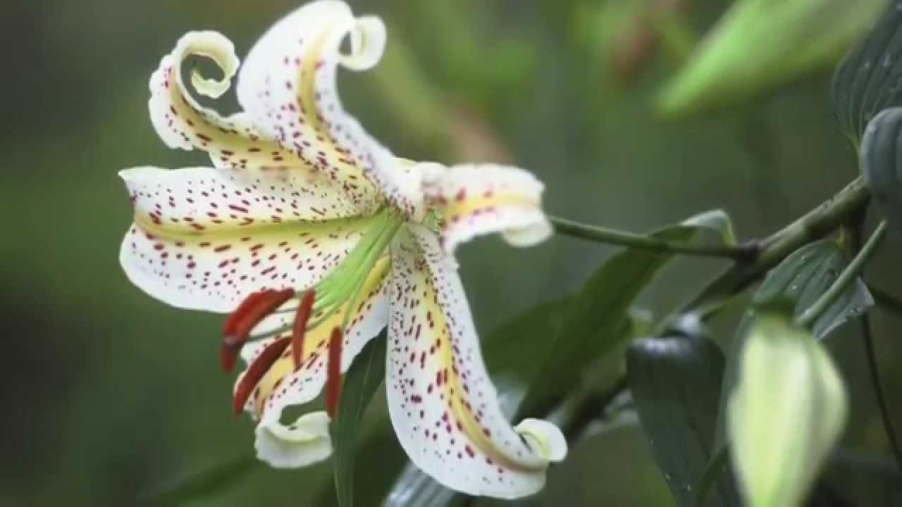 城里町PR映像
